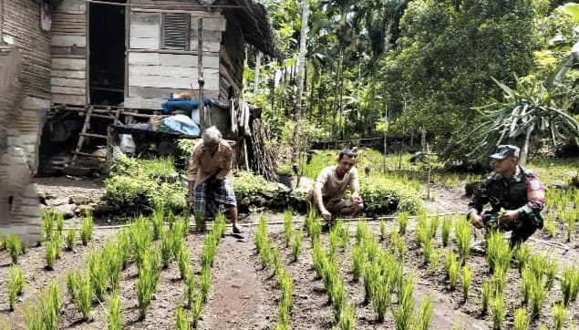 Peran Aktif Babinsa Koramil 02/Sukakarya Dampingi Petani, Pastikan Padi Gogo Tumbuh Optimal