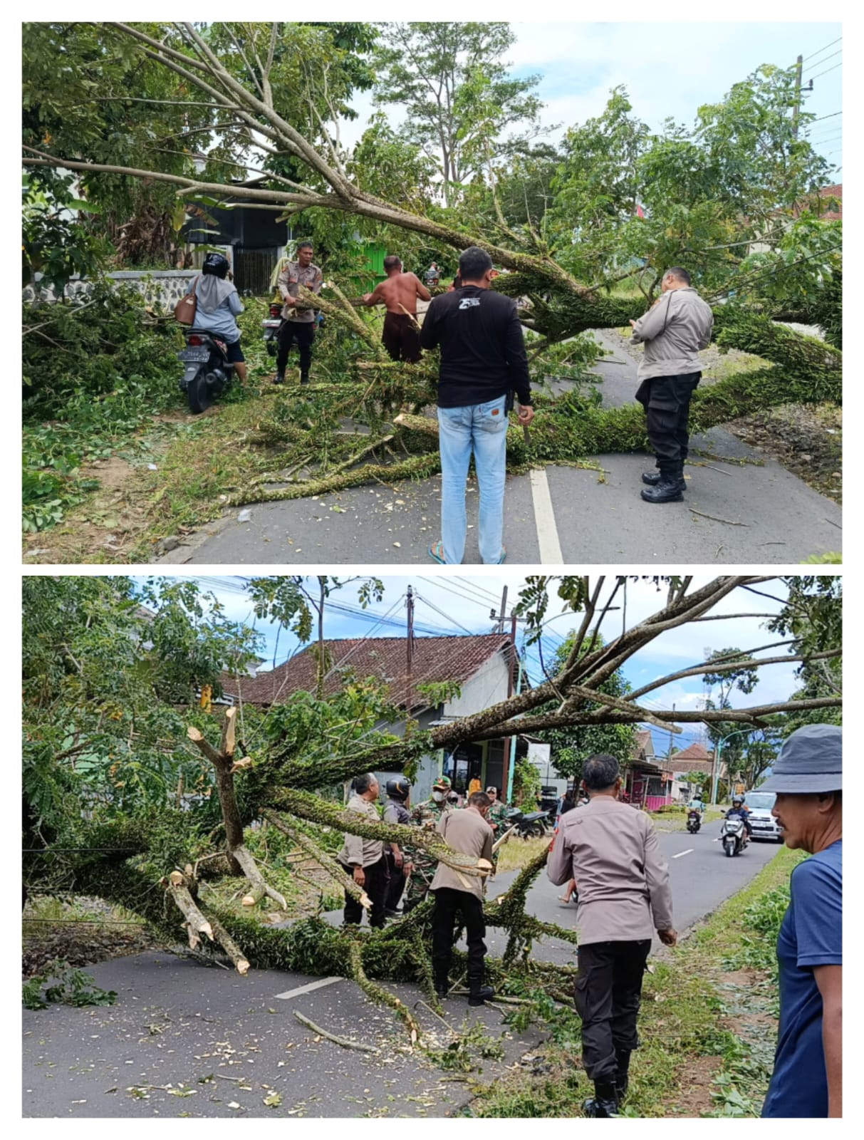 Gerak Cepat Polsek Songgon Bersama Dinas Terkait dan Warga Evakuasi Pohon Tumbang, Akses Jalan Kembali Normal