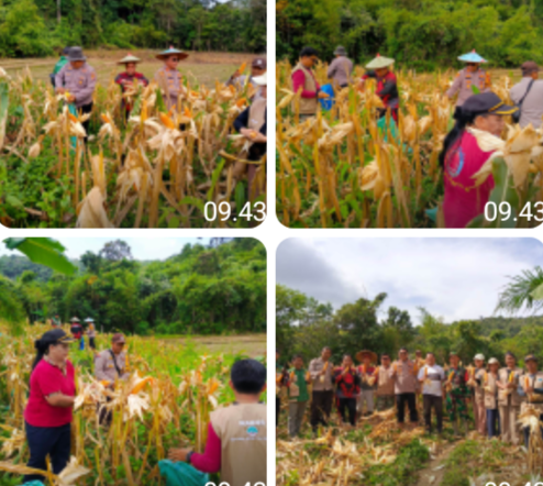 Panen Jagung di Mukok Jadi Bukti Sinergi Desa dan Aparat Dukung Ketahanan Pangan Nasional