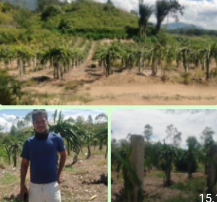 Petani Buah Naga di Desa Gala-Gala Pakkailan Harapkan Dukungan Pemkab Toba