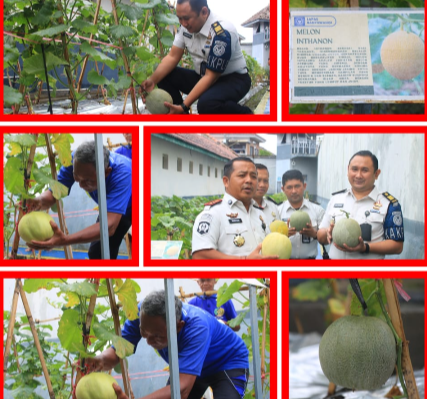 Lapas Banyuwangi Buktikan Lahan Terbatas Bukan Penghalang Dukung Program Swasembada Pangan