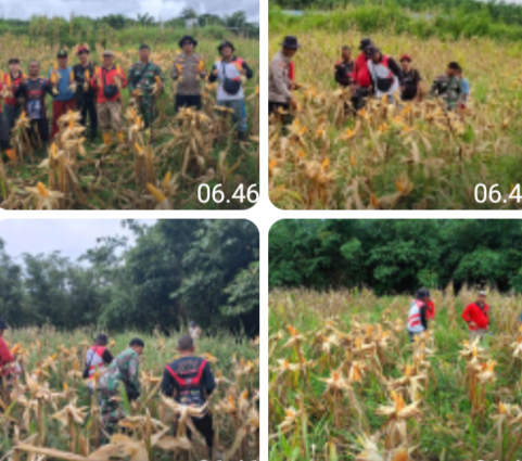Panen Perdana Jagung BUMDes Pandan Sembuat, Langkah Nyata Perkuat Ketahanan Pangan di Tayan Hulu