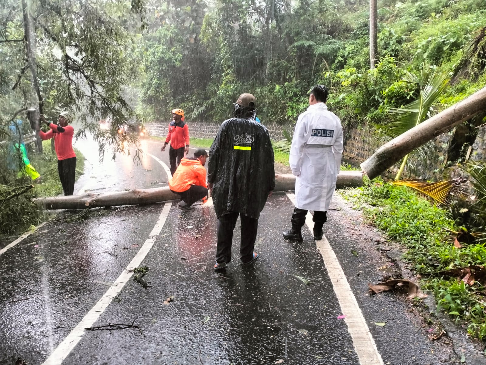 Polsek Glagah dan BPBD Evakuasi Pohon Tumbang di Jalur Glagah-Licin, Arus Lalin Kembali Normal