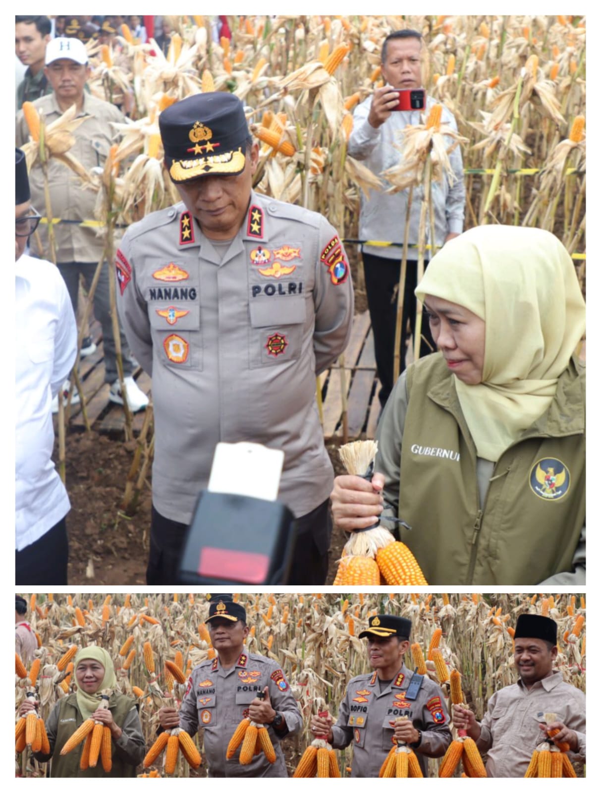 Kapolda Jatim dan Gubernur Panen Jagung di Green Farm Banyuwangi Penuhi Target Swasembada Pangan