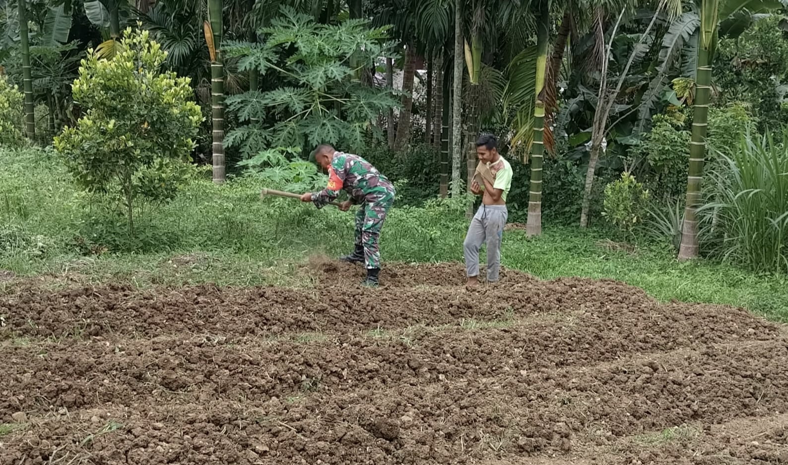 Babinsa Bantu Petani Bersihkan Bedengan, Wujud Dukungan Ketahanan Pangan di Wilayah Binaan
