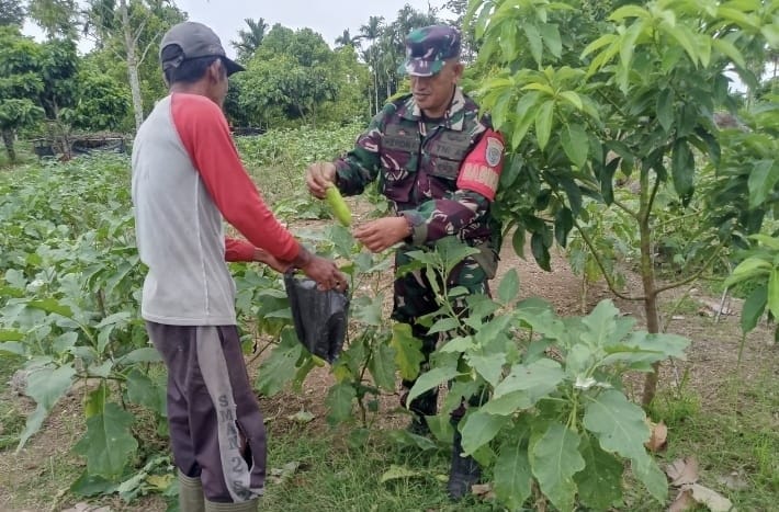 Babinsa Krueng Raya Dampingi Warga Budidaya Terong, Dorong Ketahanan Pangan dan Ekonomi Keluarga