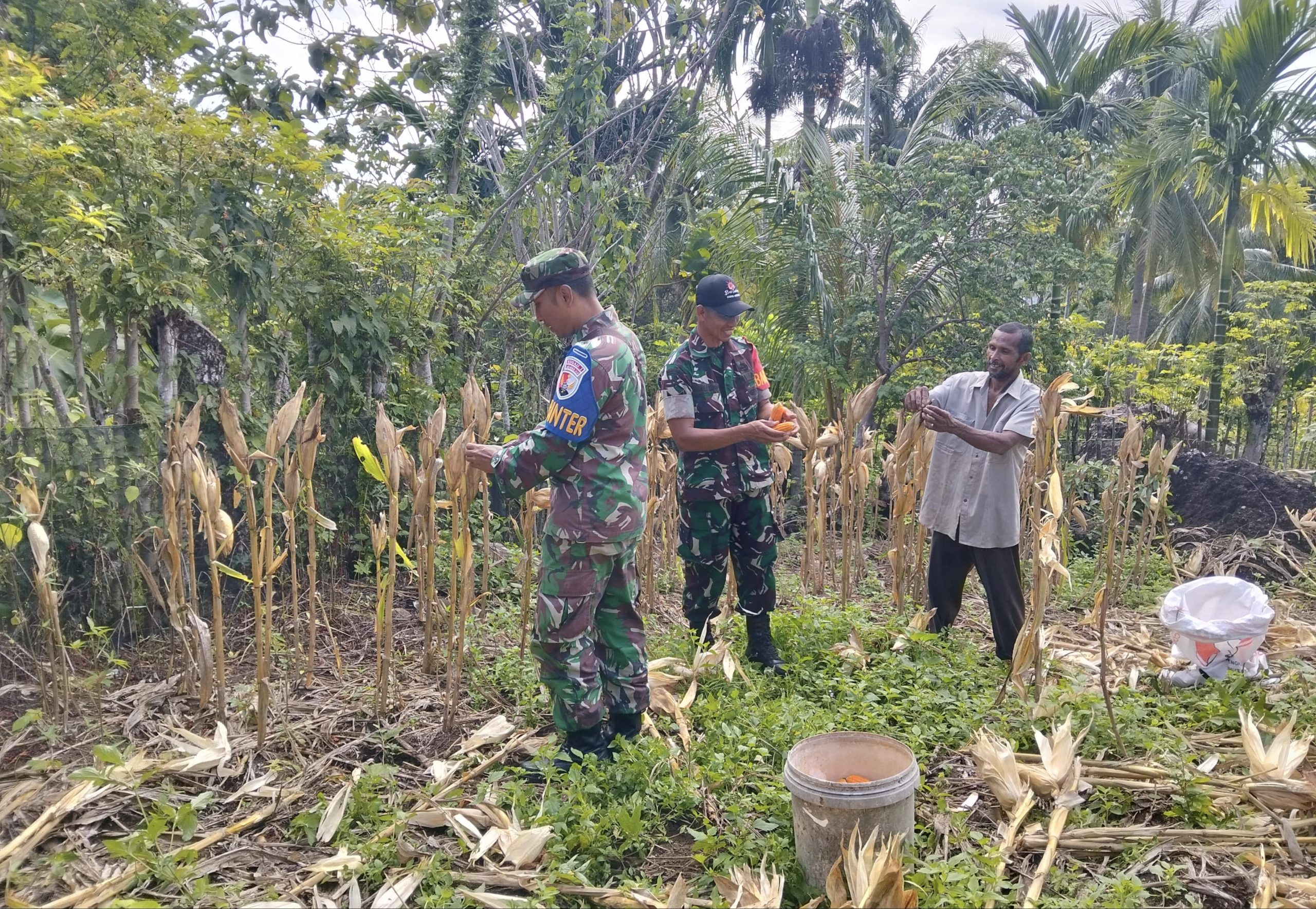 Panen Jagung di Jaboi, Babinsa Koramil 01/Sukajaya Beri Motivasi Petani Tingkatkan Hasil Pertanian