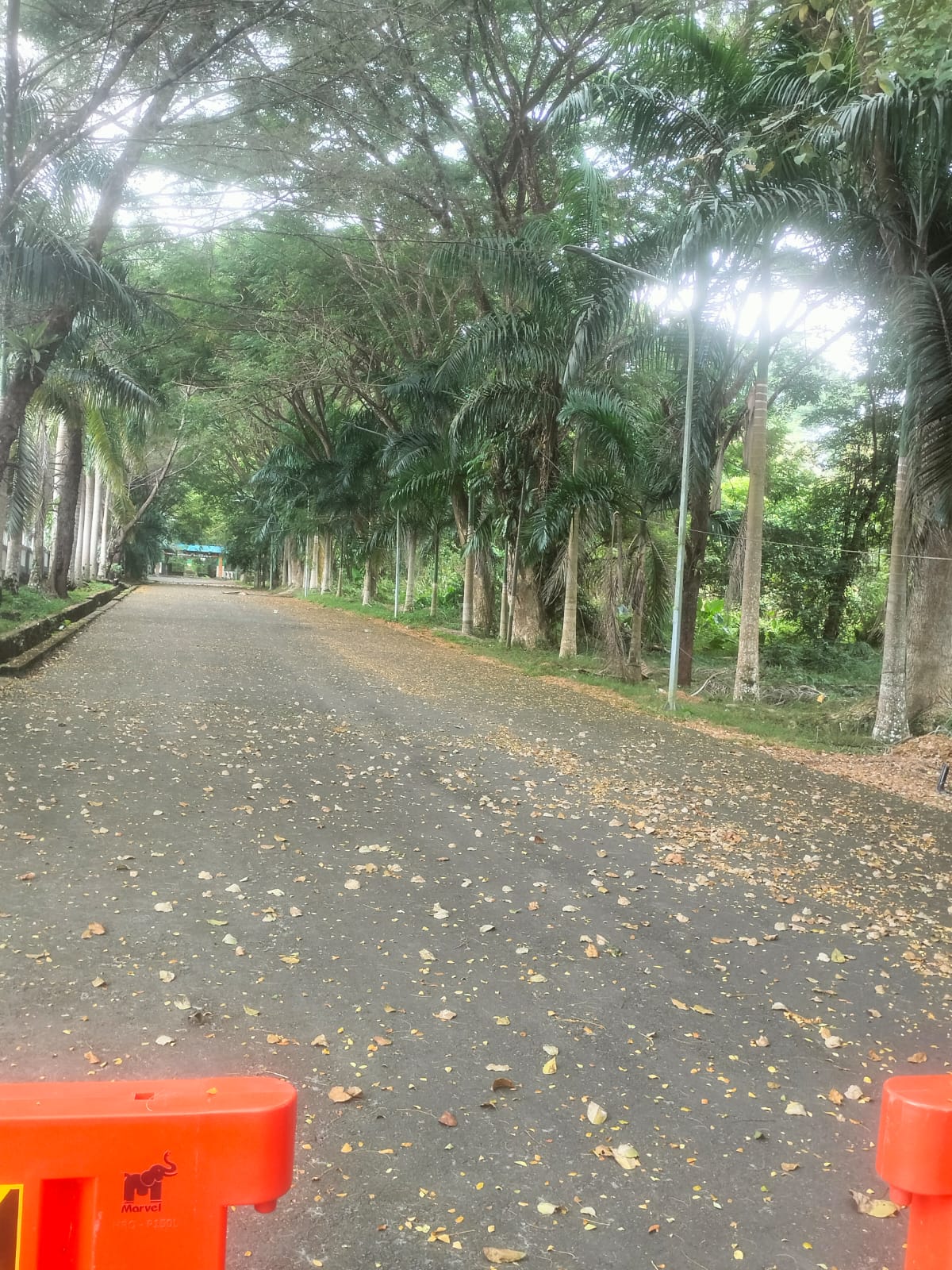 Kadis dan Kabid DLH Dinilai Lalai, Halaman Kantor Bupati Dipenuhi Rumput