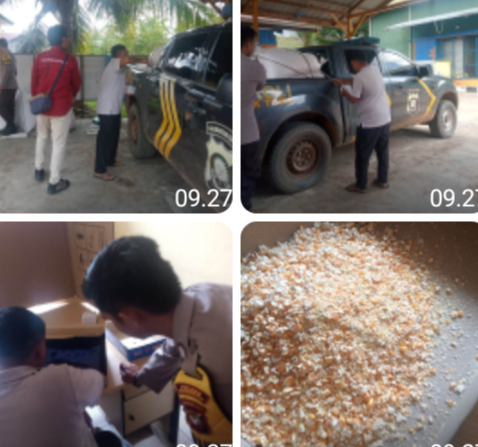 Dukung Swasembada Pangan, Jagung Hibrida Polsek Toba Resmi Masuk Gudang Bulog