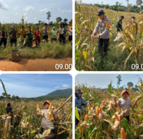Panen Jagung Hibrida di Toba, Sinergi Polri dan Petani Dorong Ketahanan Pangan Daerah
