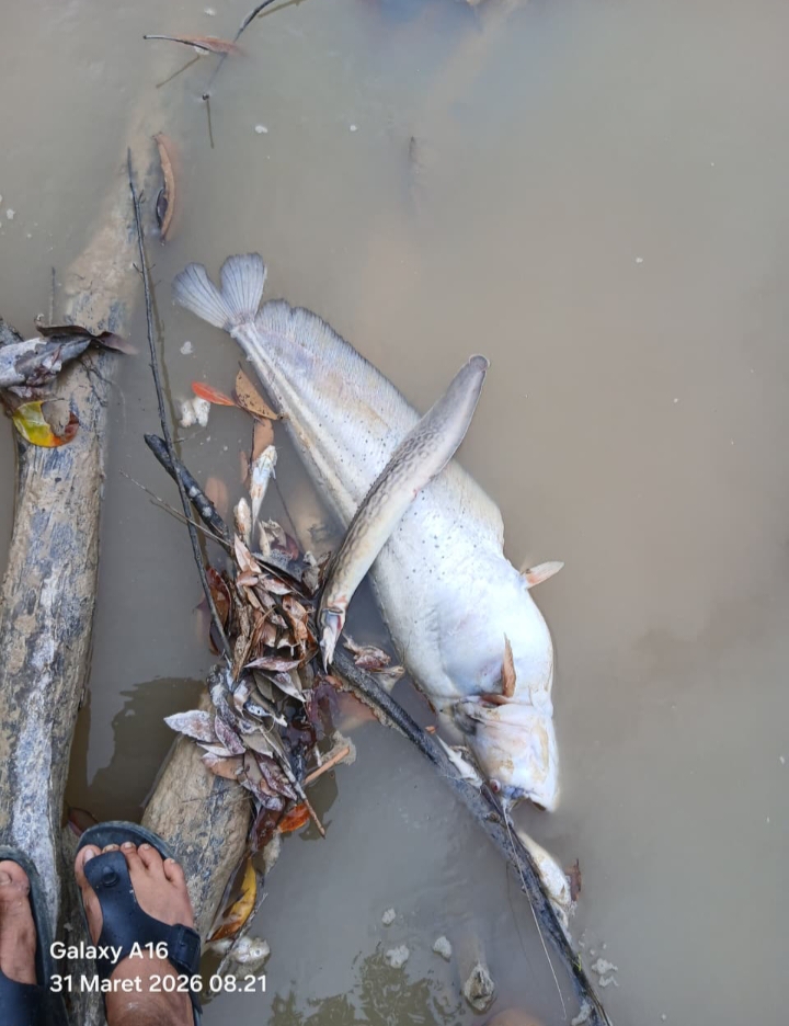 Sungai Menghitam, Ikan Mati, PT MKS Diam: Warga Sekayam Jadi Korban Limbah Sawit