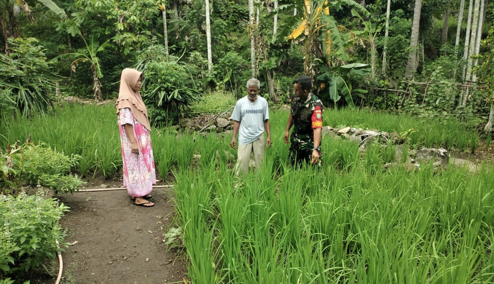 Babinsa Koramil 02/Sukakarya Dampingi Petani Padi Gogo di Krueng Raya, Dukung Swasembada Pangan