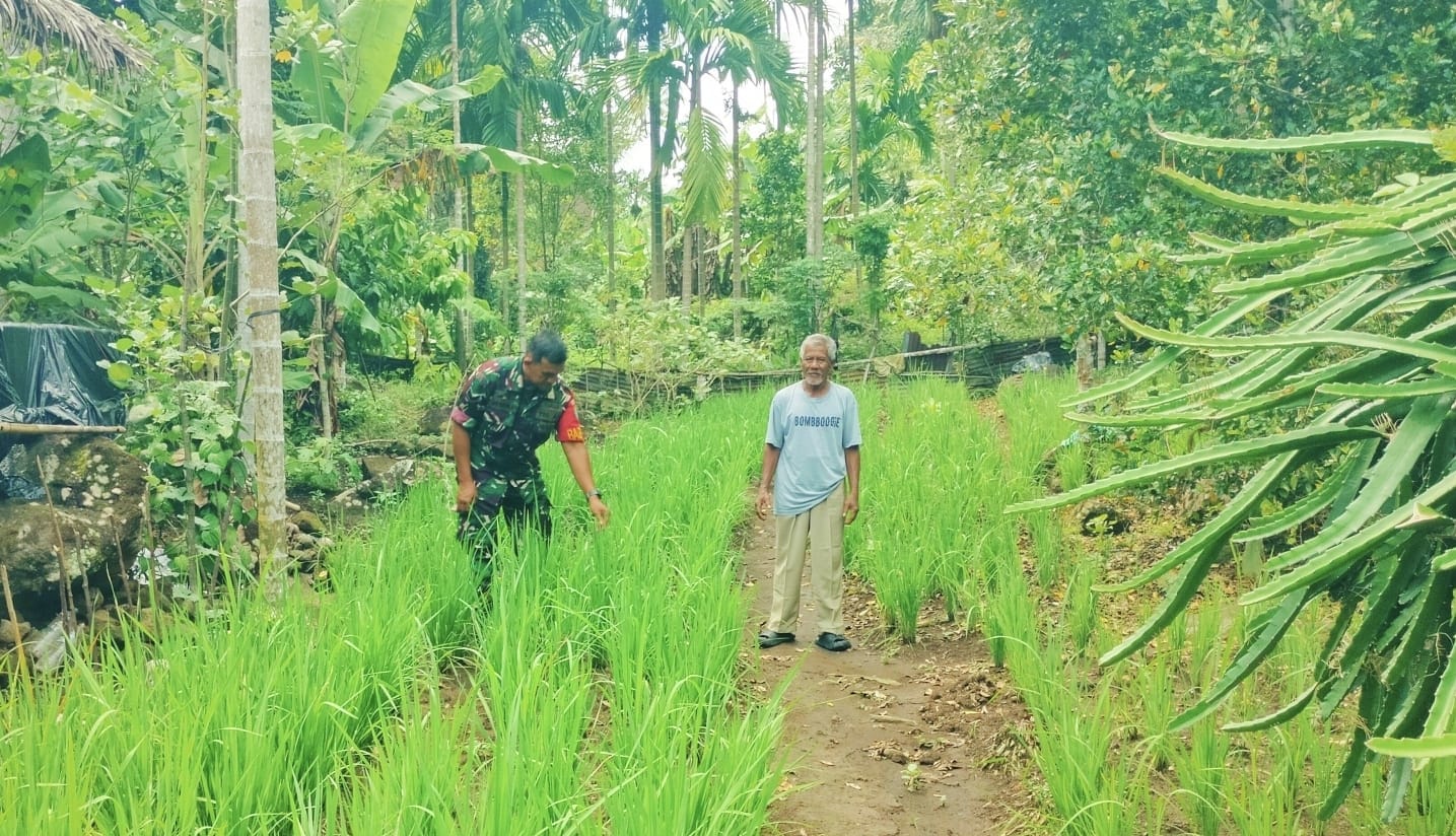 Masuki Fase Generatif, Babinsa Krueng Raya Intensif Dampingi Perawatan Padi Gogo Warga