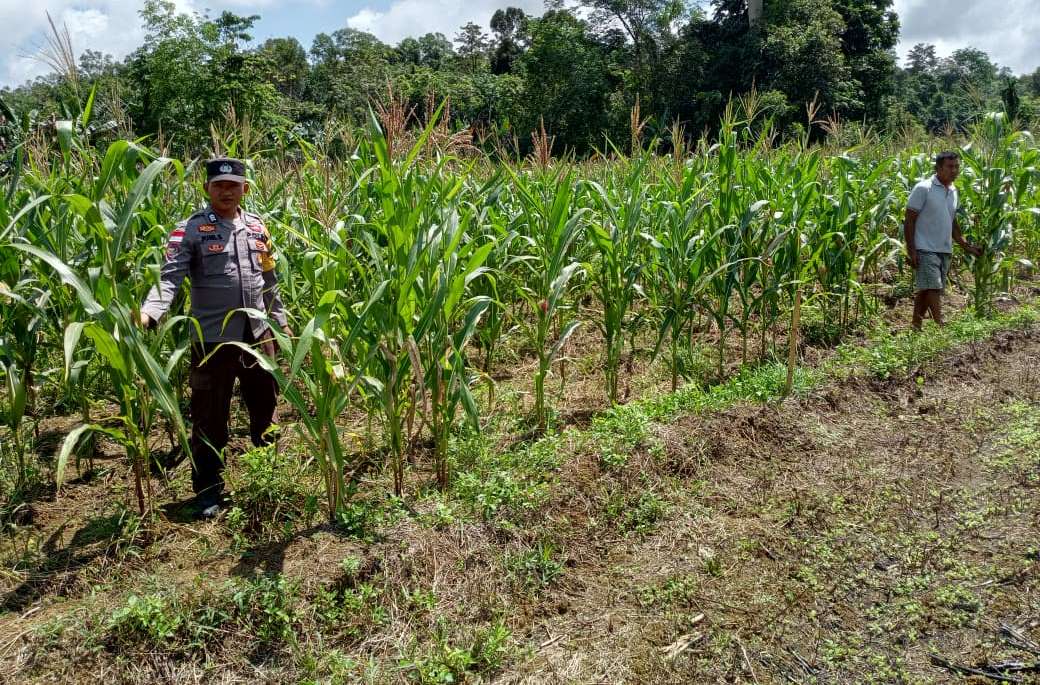 Sinergi Polisi dan Petani, Jagung Hibrida di Bonti Tunjukkan Hasil Positif