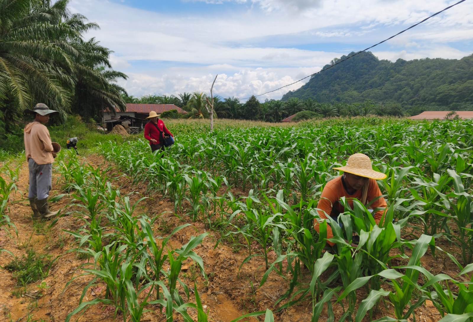 Perawatan Intensif H+28, Polsek Sekayam Pastikan Pertumbuhan Jagung Demplot Tetap Optimal