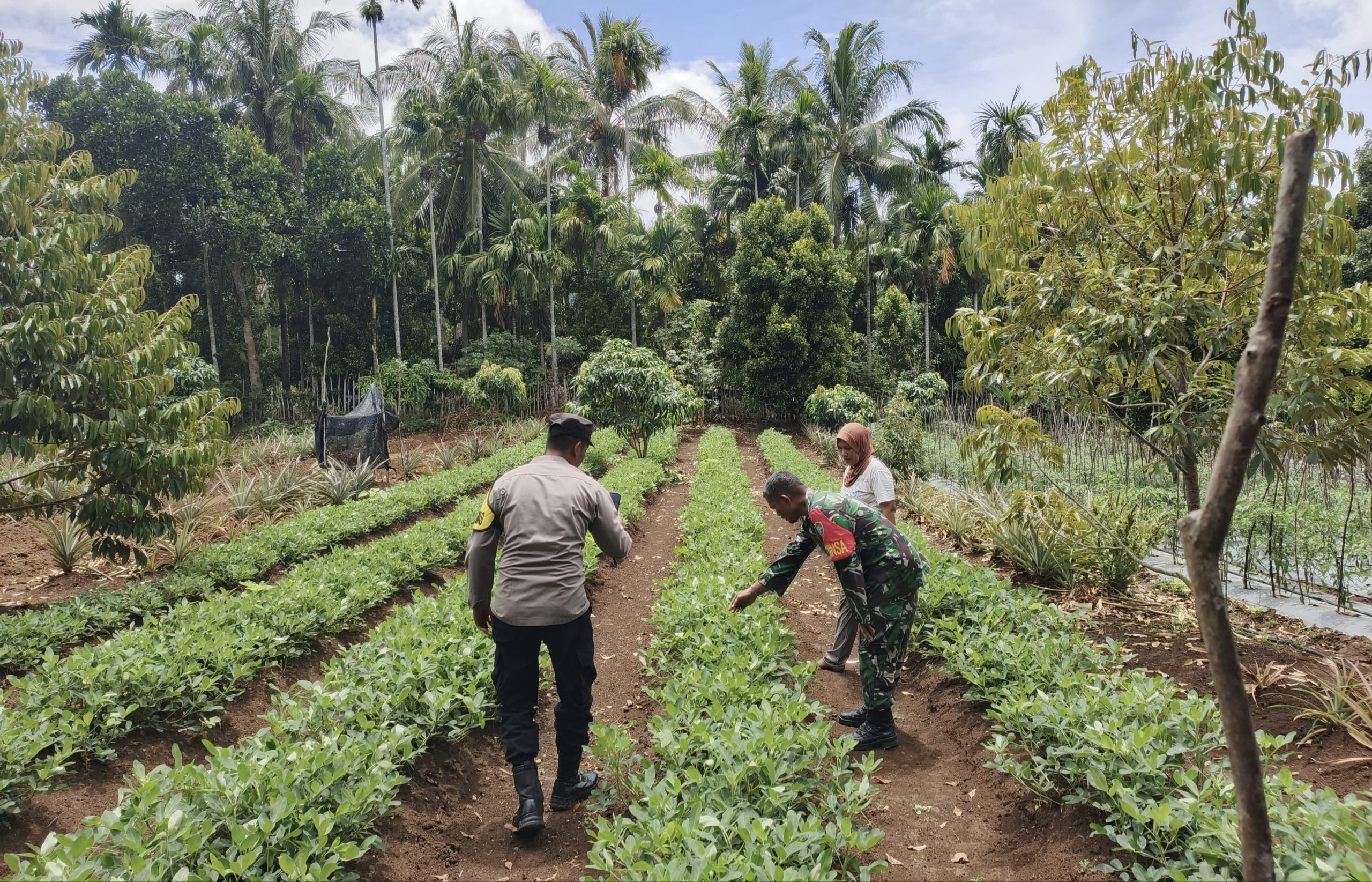 Perkuat Ketahanan Pangan, Babinsa Paya Seunara Dampingi Petani Hingga ke Lahan