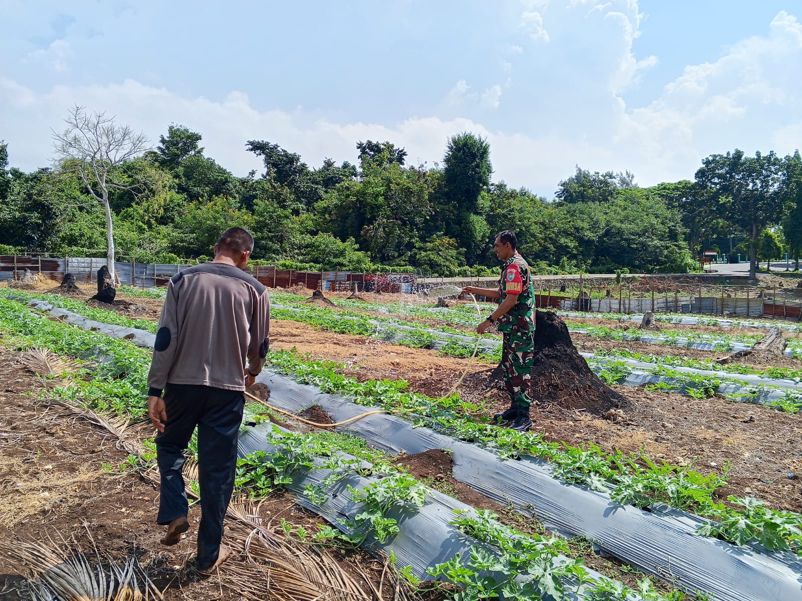Perkuat Swasembada Pangan, Babinsa Cot Ba’U Tinjau Lahan, Pastikan Tanaman Semangka Warga Berkembang Optimal