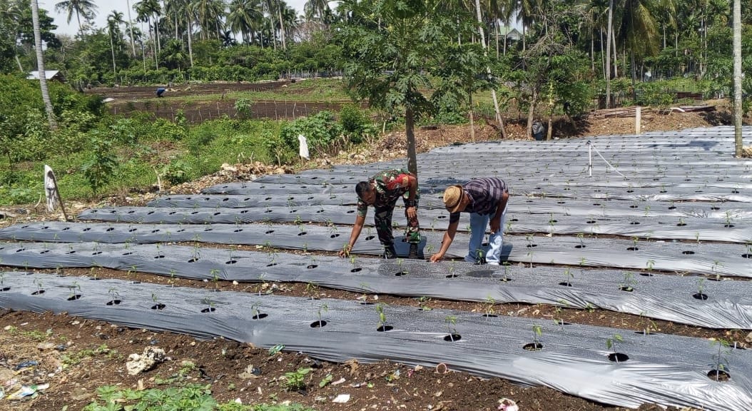 Pendampingan Babinsa Koramil 01/Sukajaya di Lahan Cabai, Upaya Nyata Perkuat Sektor Pertanian Wilayah 