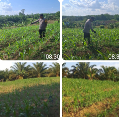 Jagung Demplot Maringin Jaya Berkembang Baik, Polsek Parindu Perkuat Ketahanan Pangan