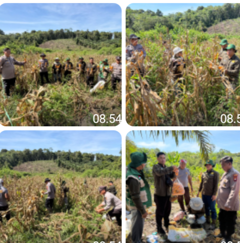 Kolaborasi Polisi dan Petani di Toba Berhasil Panen Jagung Hibrida