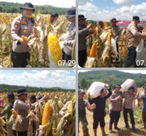 Panen Raya Jagung Polsek Meliau di Sungai Mayam, Bukti Nyata Penguatan Ketahanan Pangan Desa