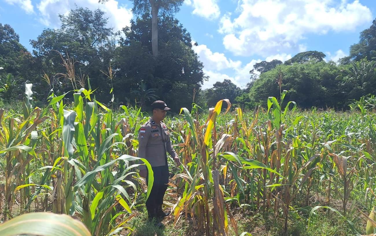 Dukung Swasembada Pangan, Polsek Bonti Pantau Kondisi Lahan