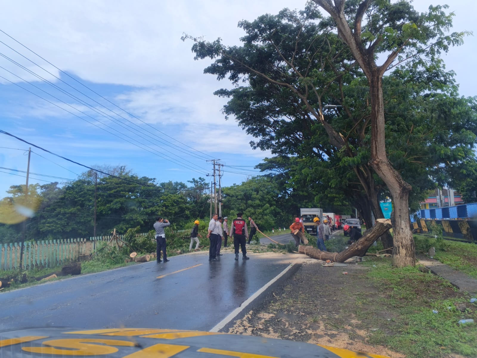 Kencang Pohon Tumbang di Gantarang Lumpuhkan Lalu Lintas