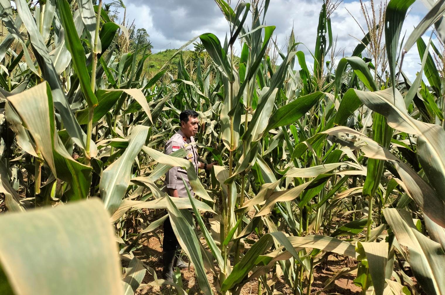 Kapolsek Meliau Tinjau Pertumbuhan Jagung Hibrida di Desa Sungai Mayam
