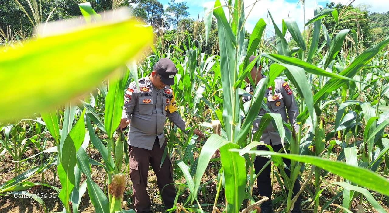 Antisipasi Hama Tikus, Polisi dan Petani Bersinergi Jaga Produktivitas Jagung