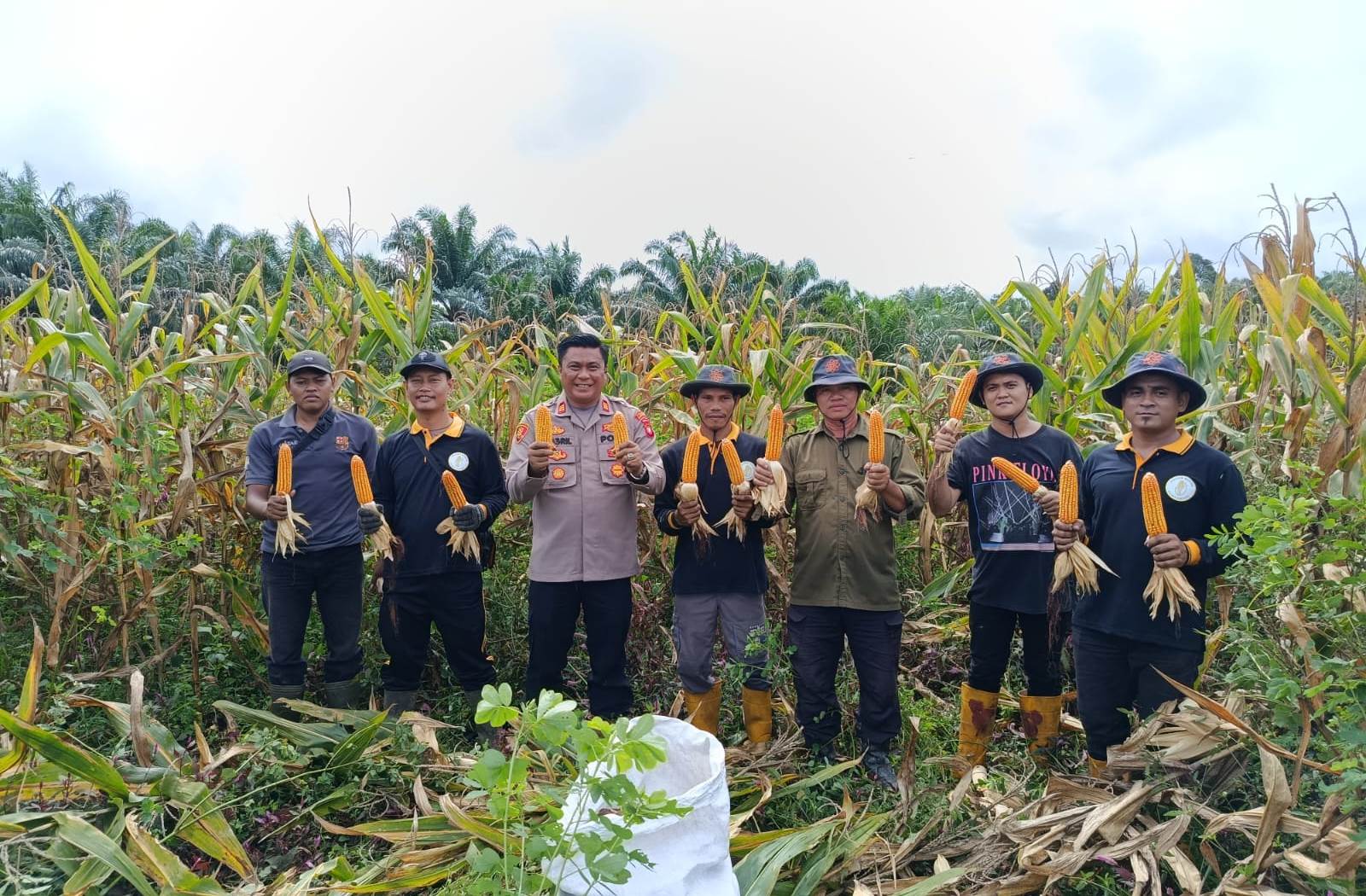 Demplot Jagung Hibrida Polsek Mukok Hasilkan Belasan Ton Panen Berkualitas