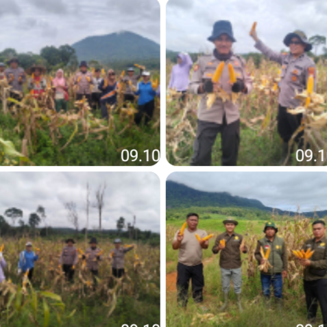 Polsek Toba Bersama BPP Lakukan Penghitungan Hasil Panen Jagung di Lahan Poktan
