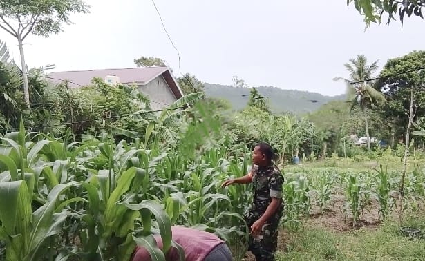 Sinergi TNI-Petani: Babinsa Koramil 01/Sukajaya Kawal Perawatan Jagung demi Panen Melimpah di Gampong Keuneukai