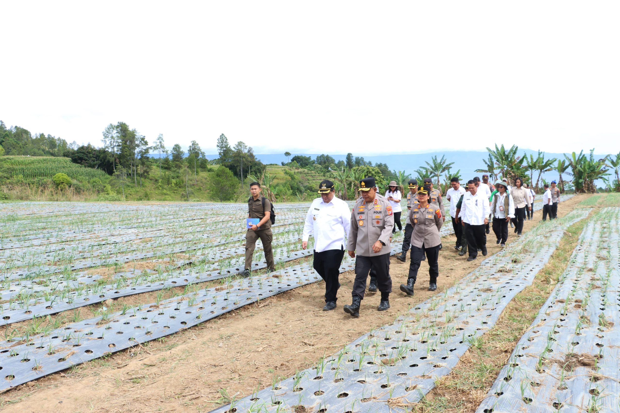 Wujudkan Swasembada Pangan Nasional, Bupati Samosir Bersama Kapolda Sumut Tinjau Lokasi Penanaman Bawang Putih di Kecamatan Simanindo* 