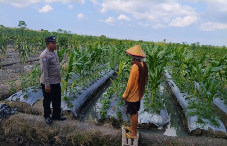 Kawal Swasembada Pangan, Bhabinkamtibmas Bangorejo Kawal Petani Demi Ketahanan Pangan Nasional