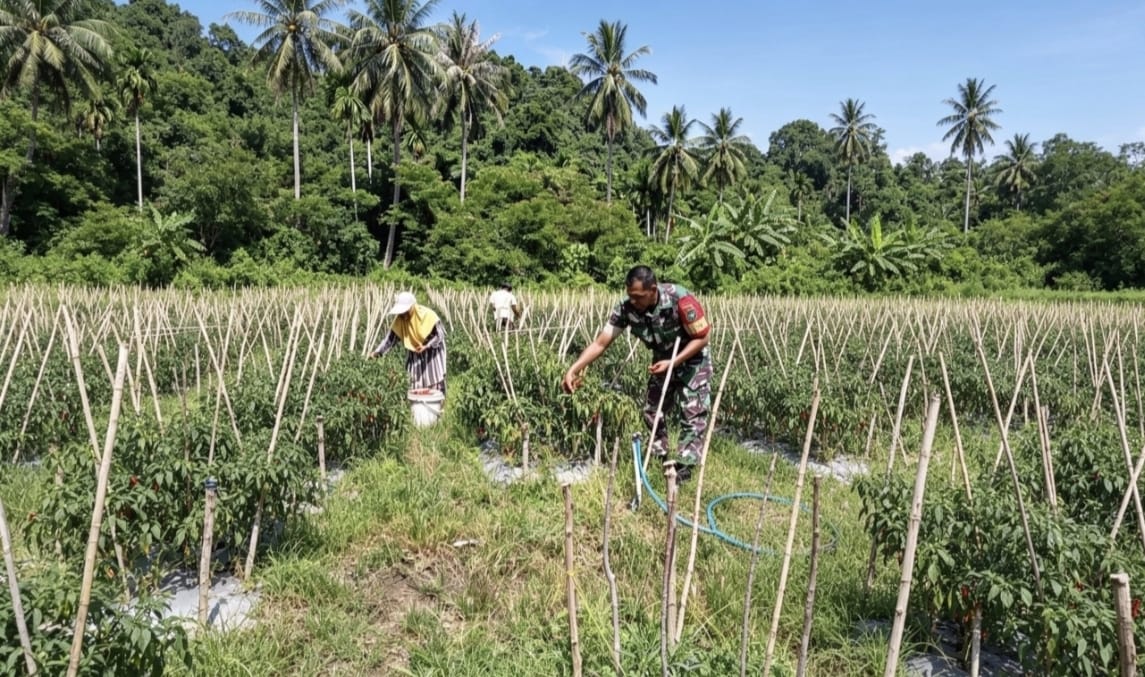 Panen Cabai Merah BUMG Cot Ba’U Sukses, Babinsa Hadir Perkuat Ekonomi Warga dan Ketahanan Pangan