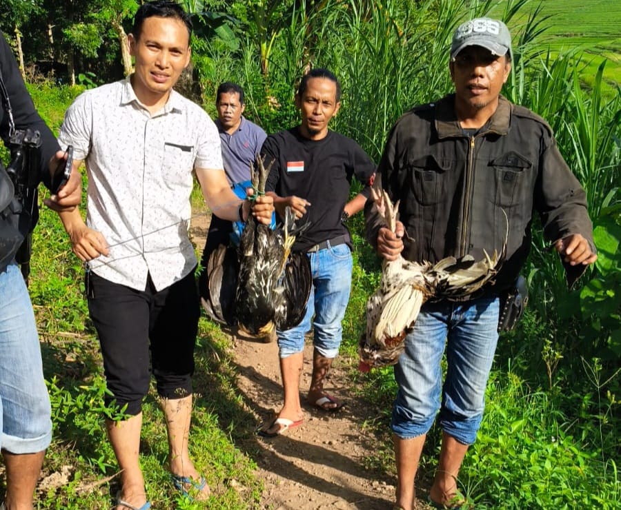POLSEK GANTARANG GEREBEK SABUNG AYAM DI BUKIT TINGGI, 3 MOTOR DIAMANKAN*