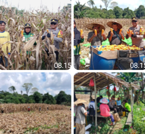 Panen Jagung Hibrida di Noyan Tembus 11,2 Ton per Hektare, Bukti Nyata Dukungan Polri terhadap Ketahanan Pangan Nasional