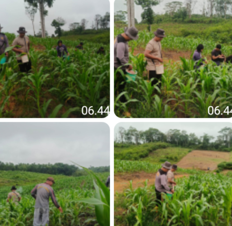 Dukung Ketahanan Pangan Nasional, Polsek Beduai Intensifkan Perawatan Demplot Jagung di Desa Thang Raya