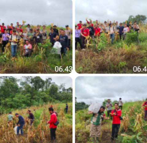 Panen Jagung Hibrida di Desa Sosok Capai Estimasi 7,2 Ton per Hektare, Dukung Ketahanan Pangan Nasional