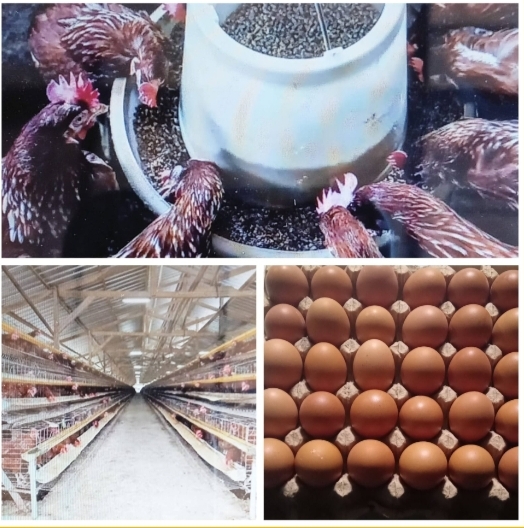 Pengusaha Ayam Pertelur Kabupaten Sukabumi Menjerit,Dengan Harga Pakan Dan Vaksin Yang Melambung Dinas Terkait Jangan Diam Saja!