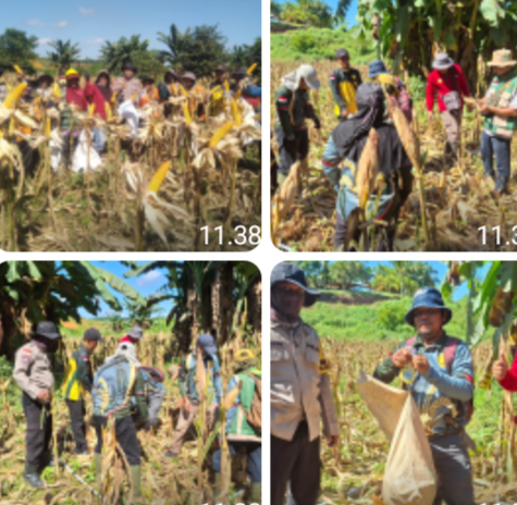 Dari Desa Mayam untuk Ketahanan Pangan, Panen Jagung Demplot Polsek Meliau Tunjukkan Hasil Positif
