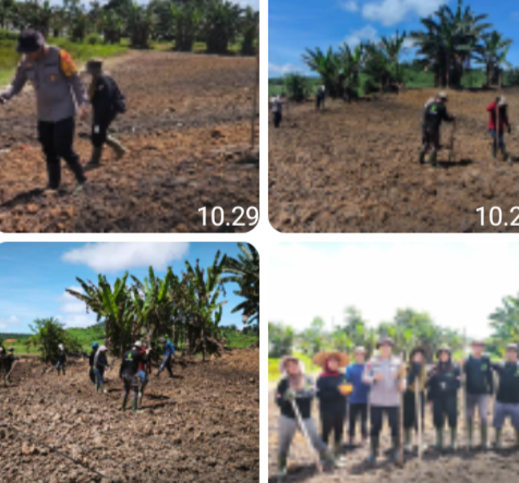 Dukung Swasembada Pangan Nasional, Kapolsek Meliau Pimpin Penanaman Jagung Hibrida di Lahan 2 Hektare